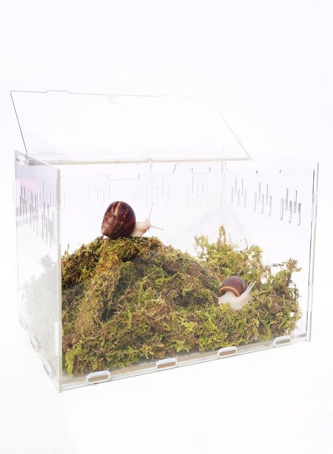 Begeterday Snail Terrarium Kit, Include 11.22 in x 7.87 in x 6 in Snail Terrarium，2.1oz Pet Snails Moss, 9 Inch Bendable Pet Snail Climbing Toys, Creating The Perfect Habitat for Your Cute - Image 1